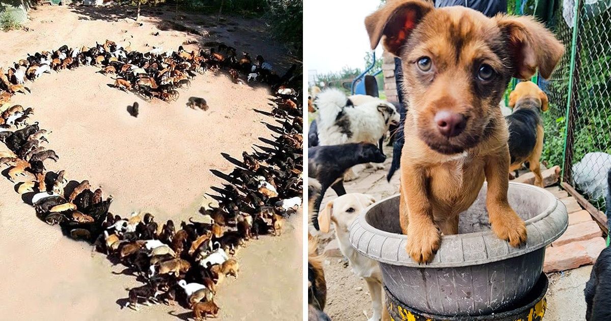 Homem na Sérvia resgata 1100 cães de rua e cria 2 refúgios improvisados Homem na Sérvia resgata 1100 cães de rua e cria 2 refúgios improvisados