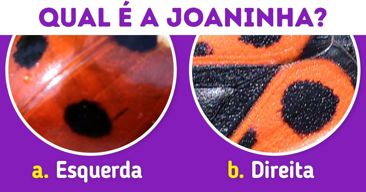 Teste: Adivinhe o animal olhando apenas para algumas manchas