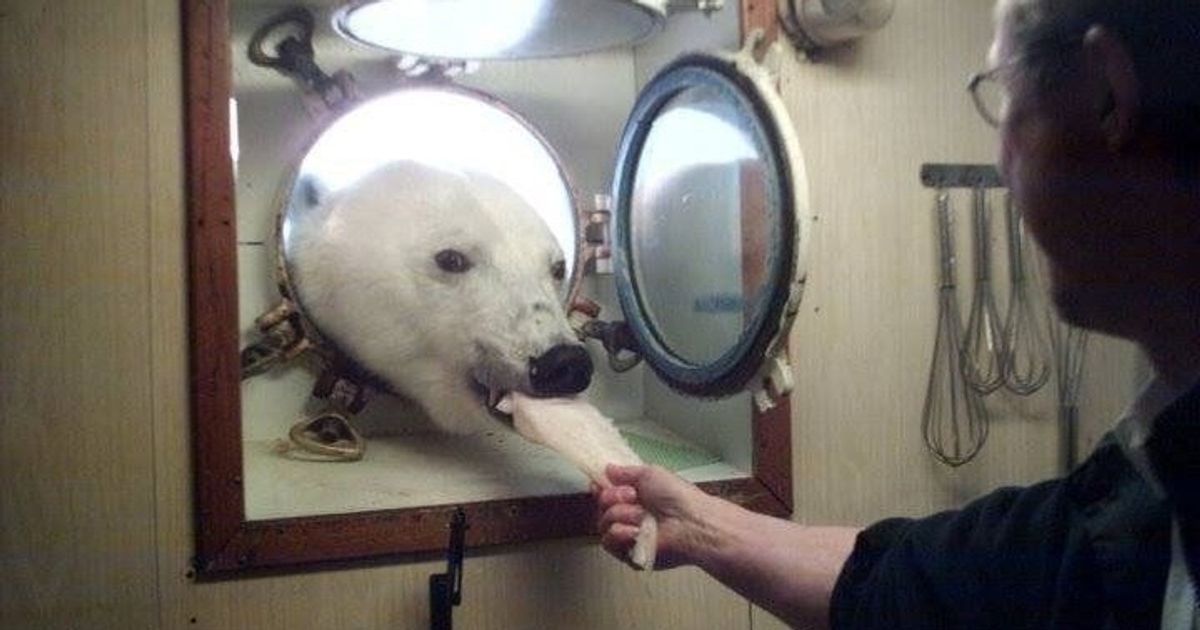 15 Fotos que comprovam o verdadeiro conceito de “surpresa”