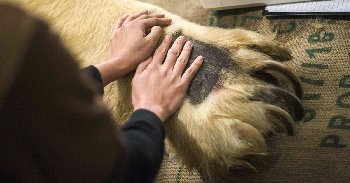 17 Objetos e animais que são muito maiores do que imaginamos 17 Objetos e animais que são muito maiores do que imaginamos