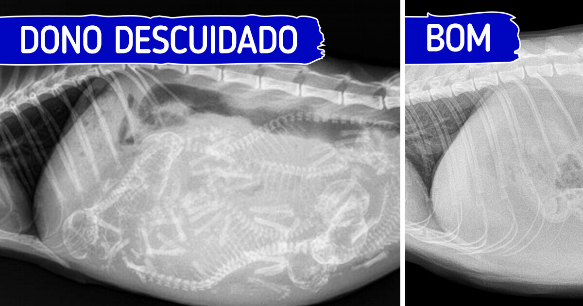 Como novos tutores de gatos podem evitar 10 erros no cuidado com os seus animais
