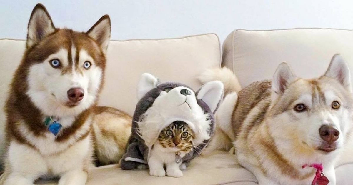 16 gatos que acham que estão muito bem escondidos