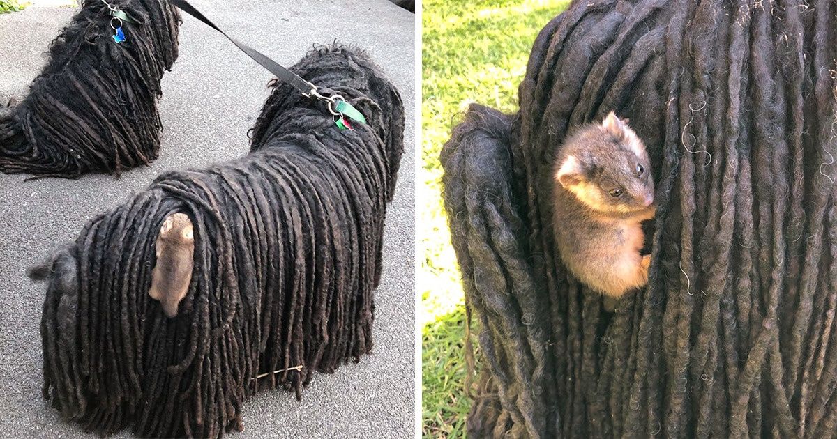 Filhote de gambá pega carona nas costas de um cachorro na Austrália Filhote de gambá pega carona nas costas de um cachorro na Austrália