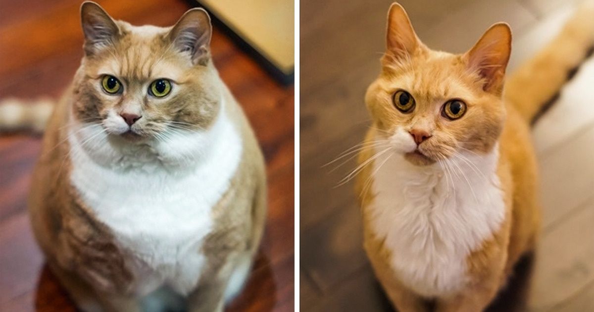13 Animais que com seu exemplo nos inspiram a perder peso