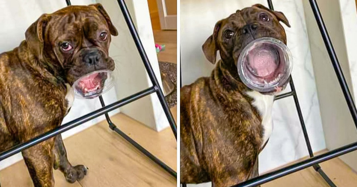 18 Fotos que provam como alguns animais não amadurecem nunca