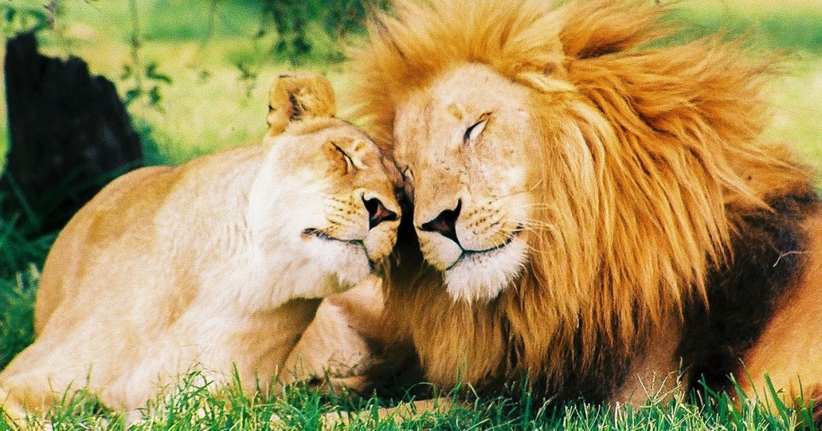 O que os animais podem nos ensinar sobre o amor e a paixão O que os animais podem nos ensinar sobre o amor e a paixão