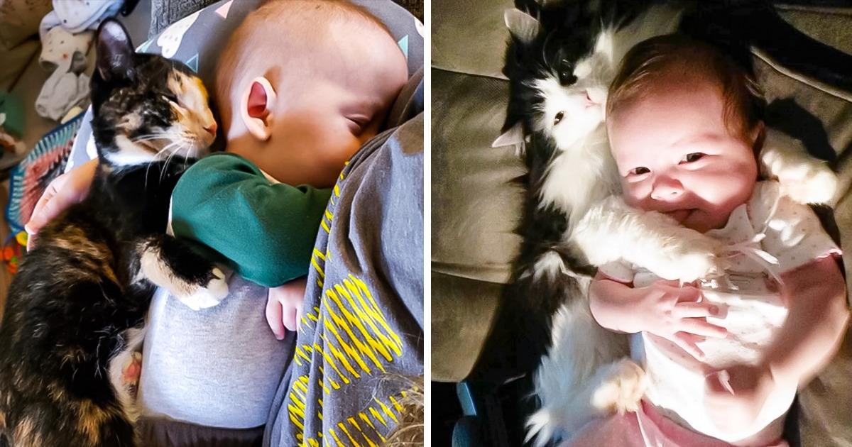 15+ Pets que não abandonam seus tutores nem mesmo por um segundo