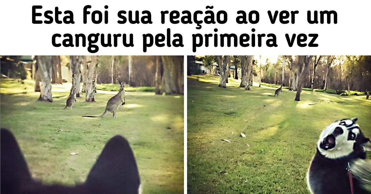 20 Animais que têm como missão alegrar nosso dia
