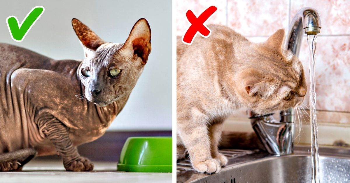 11 Sinais de problemas de saúde dos gatos, geralmente negligenciados