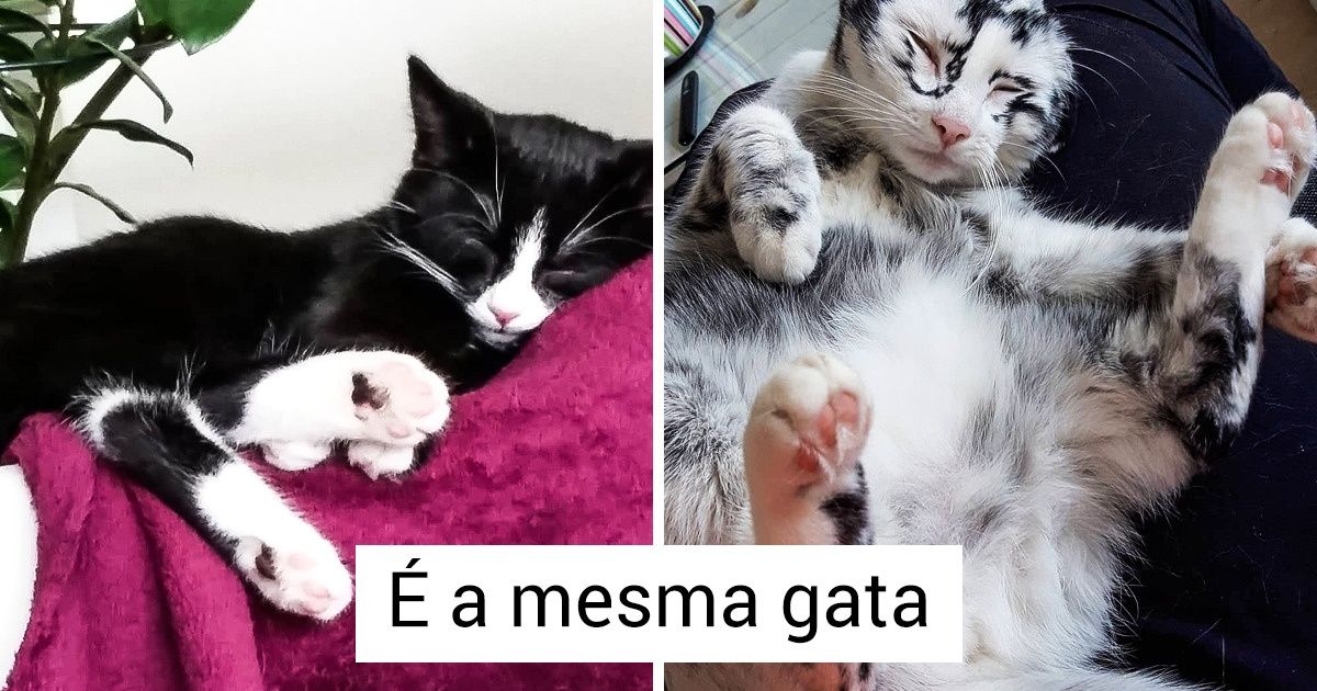 Gata com condição rara foi de preta para branca em apenas um ano