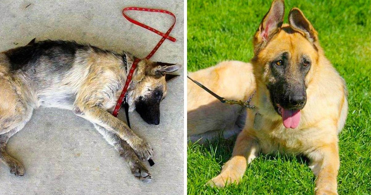 13 Fotos de cães antes e depois de terem encontrado um lar