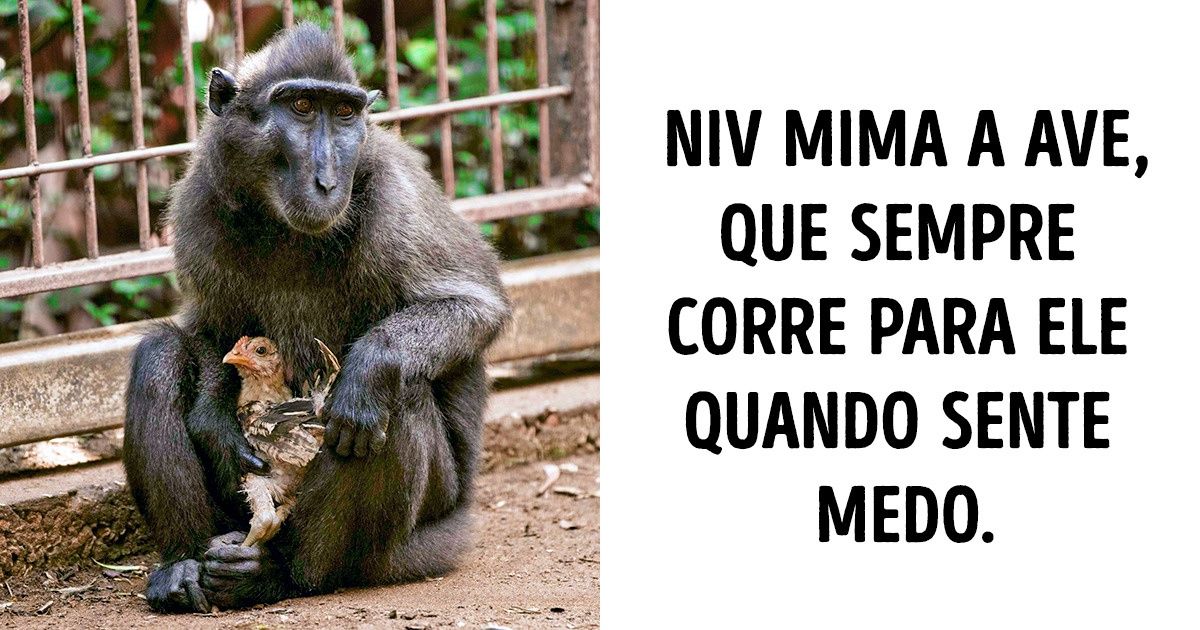 15+ Amizades incomuns entre os animais que vão tocar seu coração