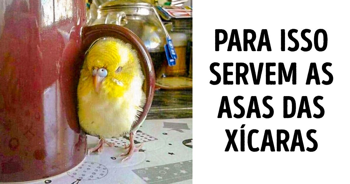 20+ Bichos tão imprevisíveis que até eles mesmos se surpreendem