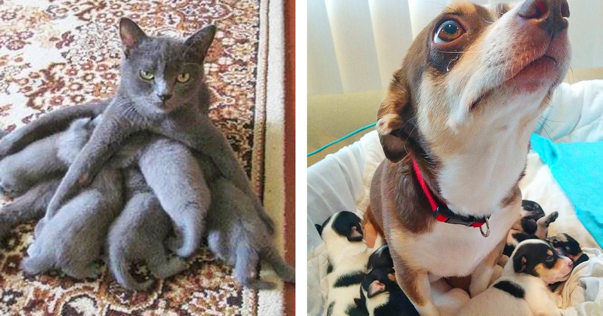 20 Animais mostram o verdadeiro significado da maternidade 20 Animais mostram o verdadeiro significado da maternidade