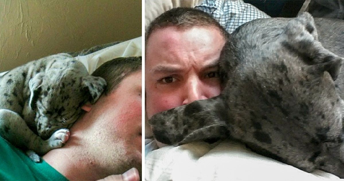 20 Fotos que mostram o crescimento de lindos bichos de estimação