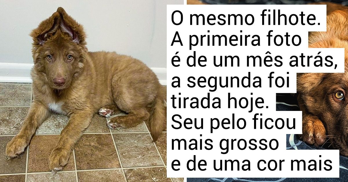 17 Internautas compartilharam com orgulho fotos de seus cães de raça mista que são encantadores
