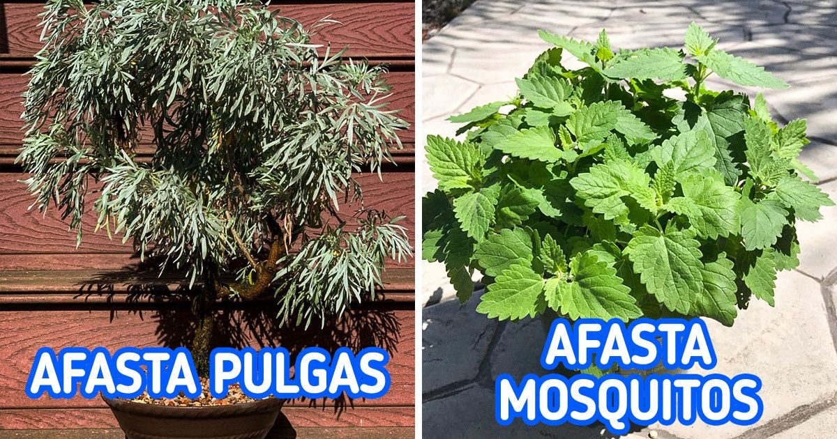 15 Plantas que mantêm insetos e mosquitos longe de maneira natural 15 Plantas que mantêm insetos e mosquitos longe de maneira natural