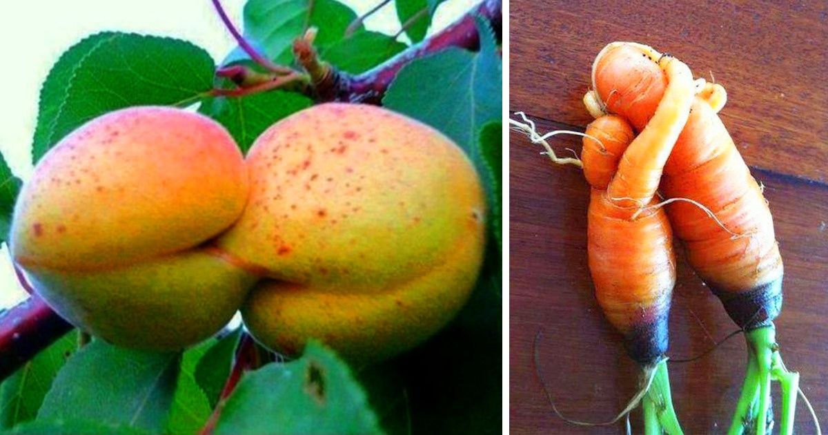 23 Frutas e legumes que parecem ter ganhado vida 23 Frutas e legumes que parecem ter ganhado vida