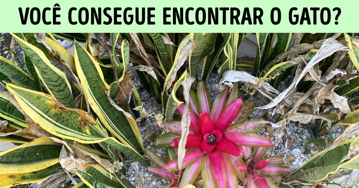 20 Fotos com gatos experts em camuflagem que o ajudarão a exercitar seu poder de observação 20 Fotos com gatos experts em camuflagem que o ajudarão a exercitar seu poder de observação