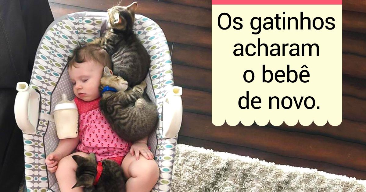 15 Animais de estimação que farão você querer largar tudo e fazer um carinho neles