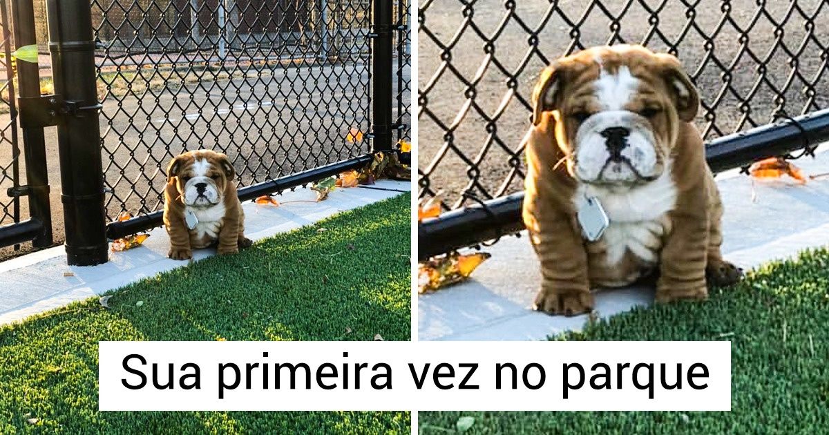 25 Pets em momentos constrangedores que vão fazer você chorar de rir 25 Pets em momentos constrangedores que vão fazer você chorar de rir