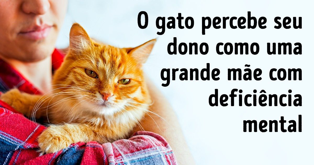 11 Curiosidades sobre o universo felino e sobre nosso amor por gatos