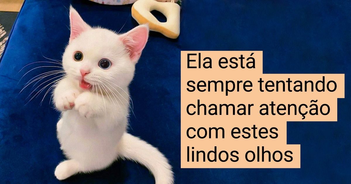 20 Animais com olhares tão expressivos que quase conseguem falar