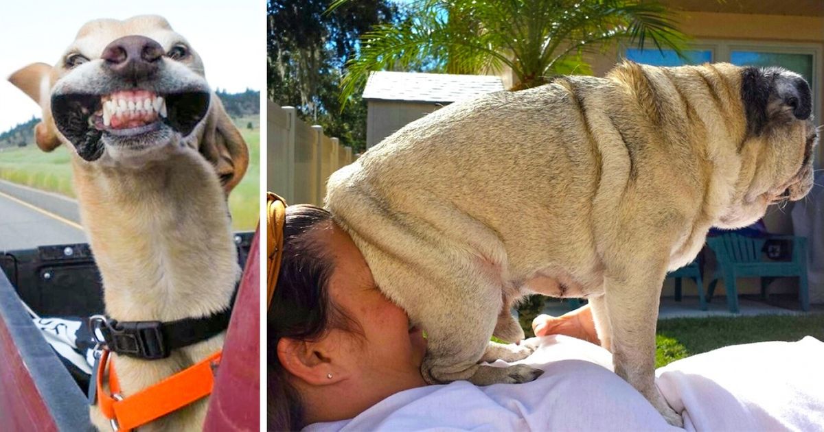 20 Fotos hilárias que mostram que os animais de estimação sabem como aproveitar a vida