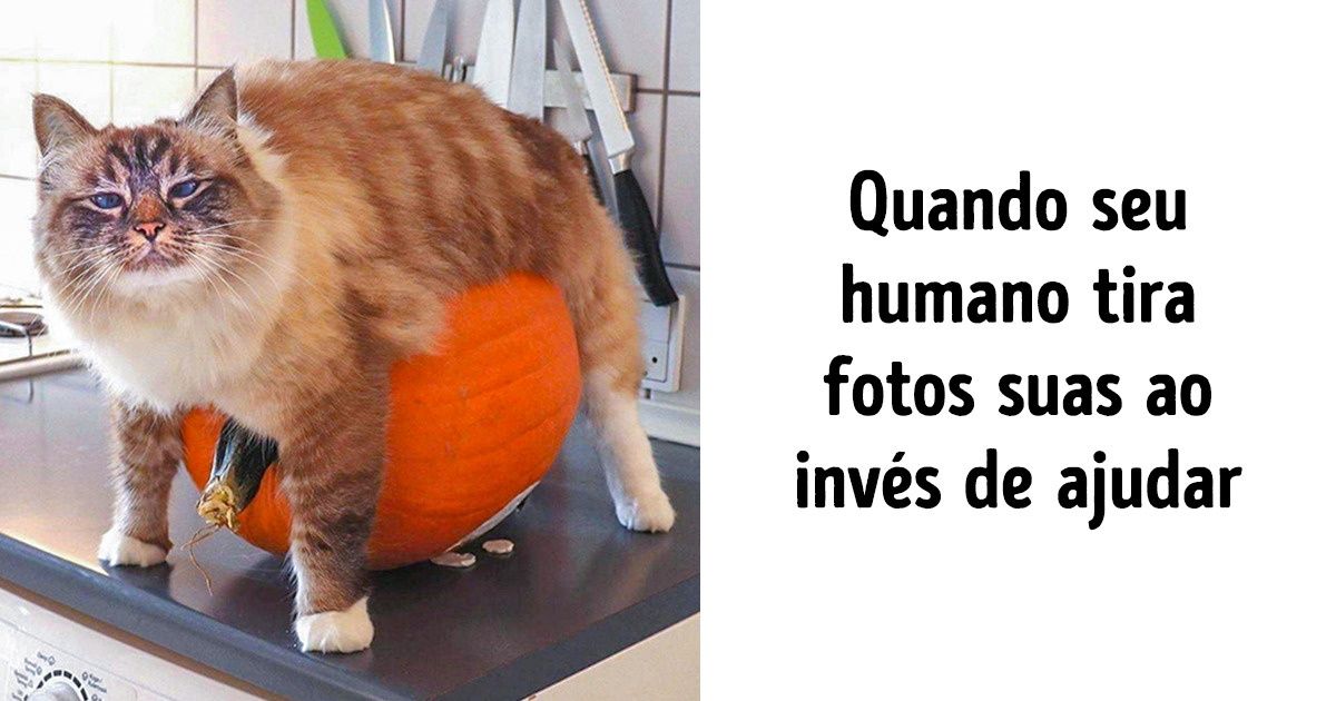 18 Flagras de gatos nos momentos mais curiosos e engraçados