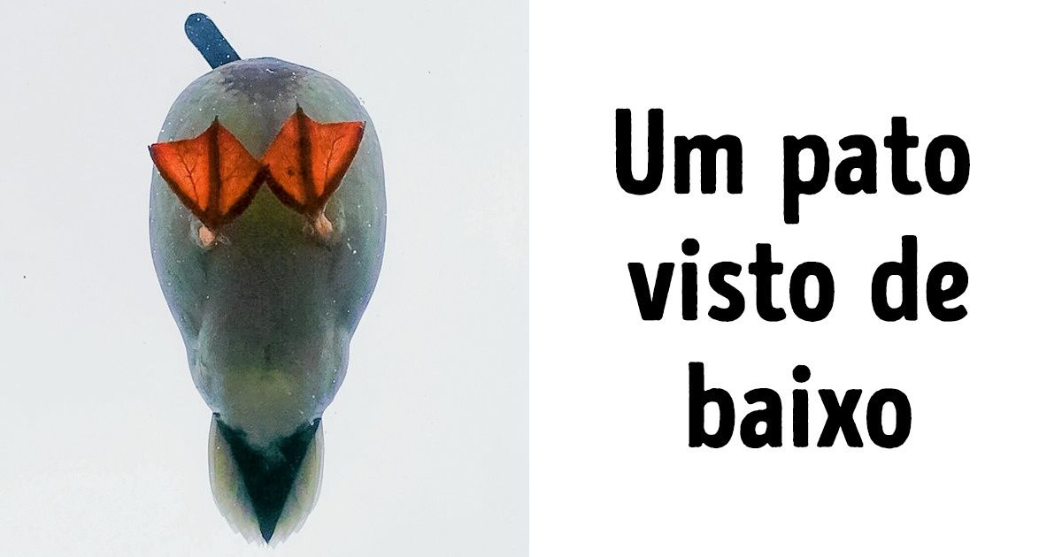 15 Fotos incríveis que provam que o ângulo é tudo