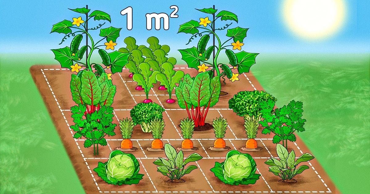 14 Plantas para hortas que você pode semear em 1 metro quadrado e colher em menos de 70 dias 14 Plantas para hortas que você pode semear em 1 metro quadrado e colher em menos de 70 dias