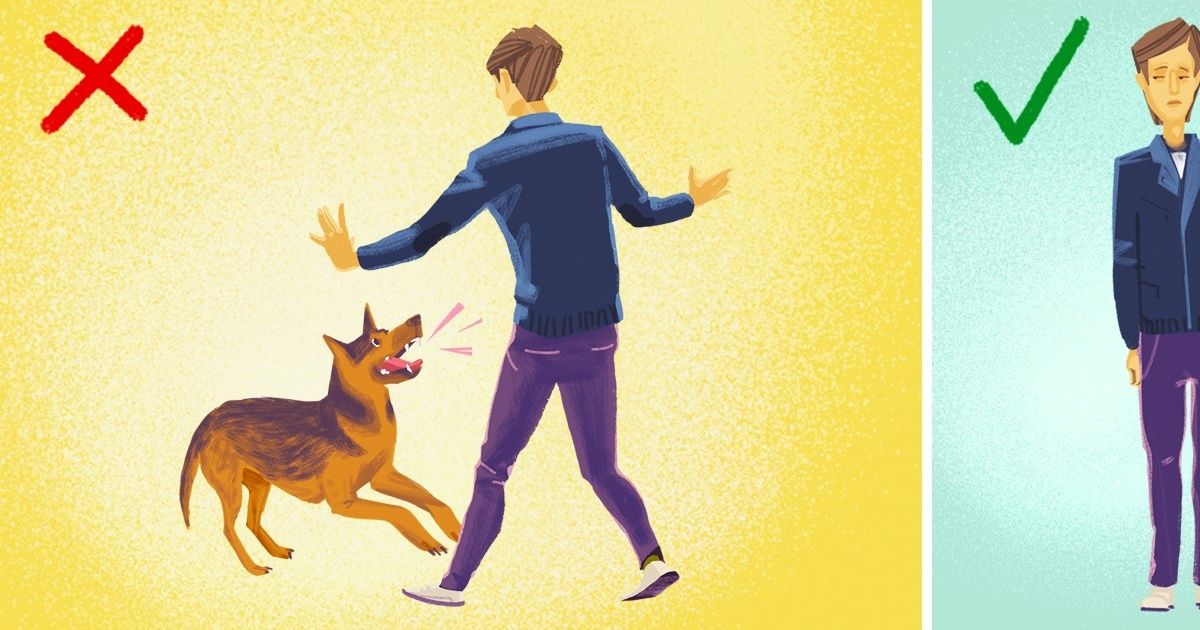 O que fazer quando um cachorro nos ataca