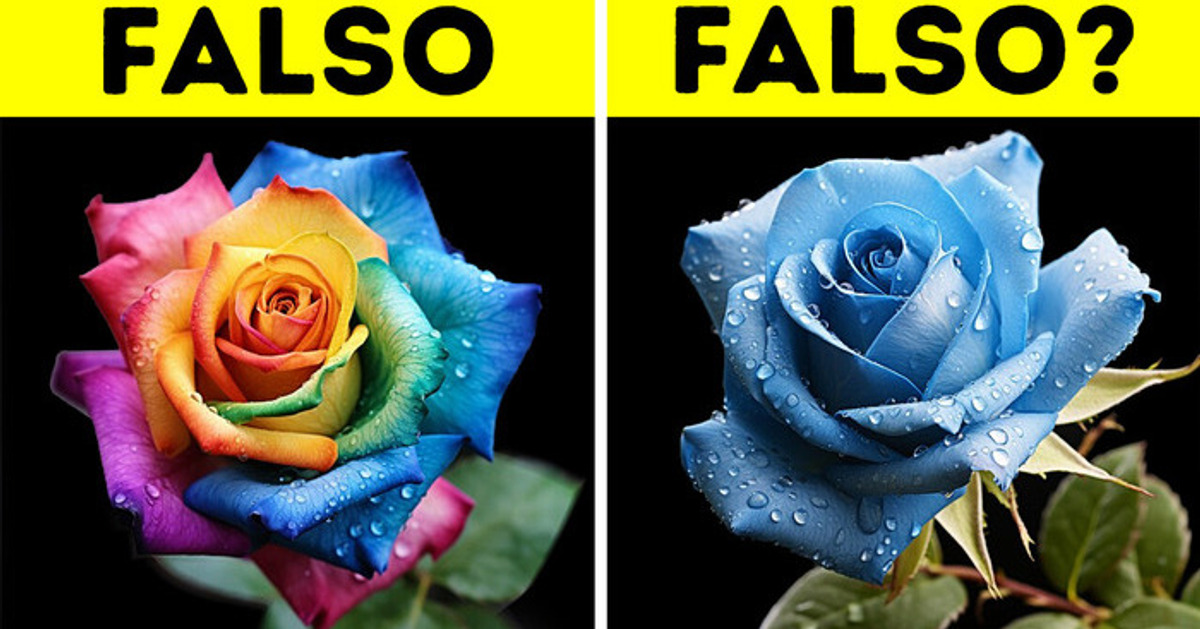 Como São Criadas As Flores de Cores Diferentes Como São Criadas As Flores de Cores Diferentes
