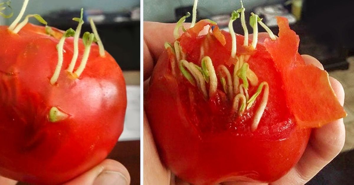 15 Frutas e legumes estranhos demais para serem consumidos