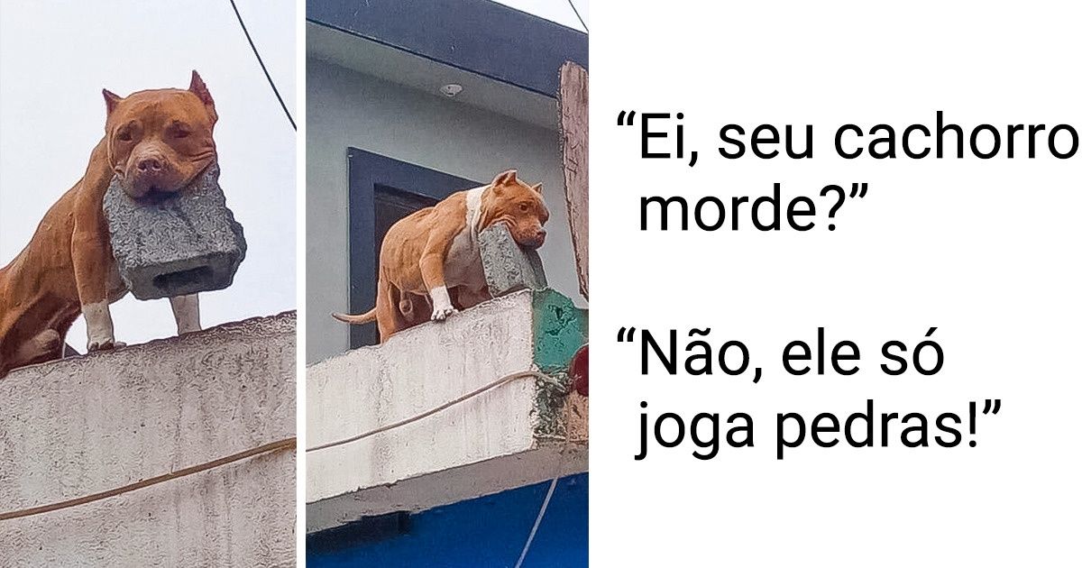20+ Fotos que provam que a vida ao lado dos animais nunca fica chata 20+ Fotos que provam que a vida ao lado dos animais nunca fica chata