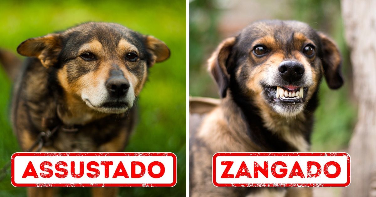 11 Coisas que seu cachorro quer que você saiba