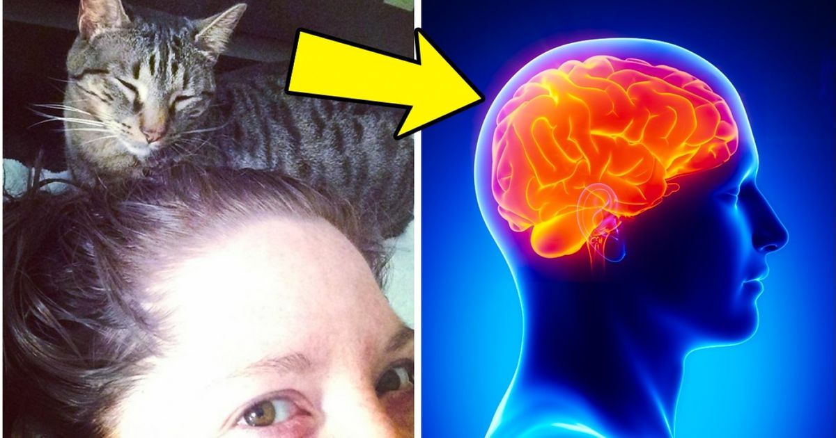 Conheça os efeitos terapêuticos dos diversos tipos de animais de estimação Conheça os efeitos terapêuticos dos diversos tipos de animais de estimação