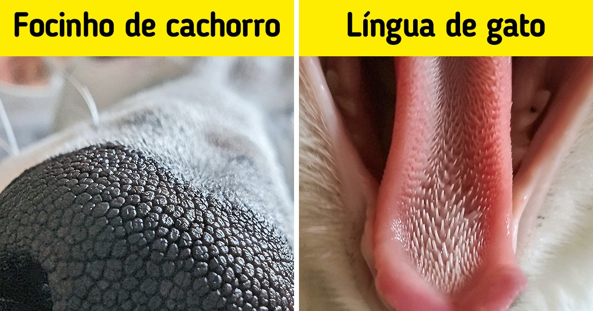 20+ Fotos tiradas de pertinho mostram os belos detalhes da natureza e de objetos comuns