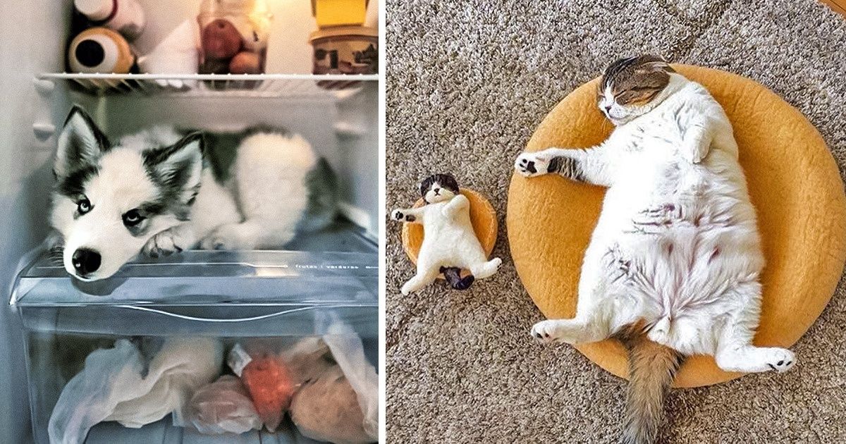 25 Animais super espertos que sabem como enfrentar uma onda de calor