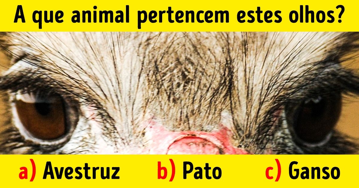Teste: descubra a que animais pertencem estes olhos