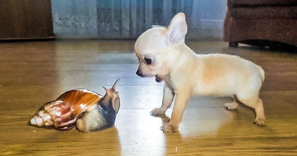 Os 20+ minicachorros mais fofos que você verá hoje Os 20+ minicachorros mais fofos que você verá hoje