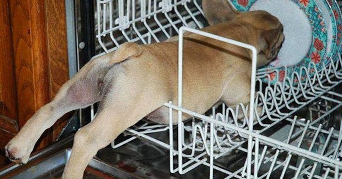 23 Cães despreocupados que dominam a arte da diversão