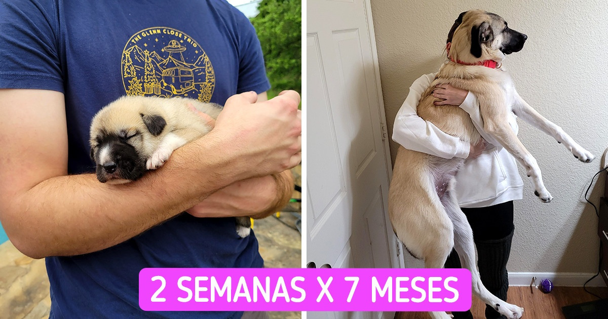O tempo passou e estes 22 doguinhos cresceram e surpreenderam seus donos