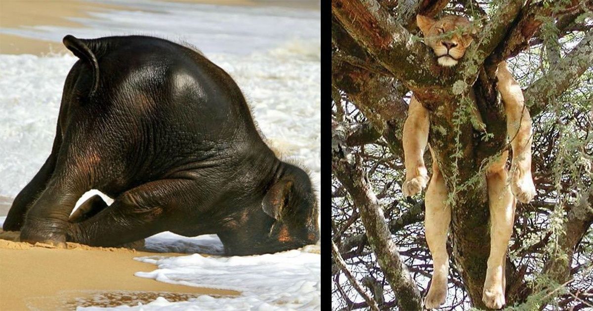 20+ Animais dormindo em posições tão desconfortáveis que acabaram se tornando divertidas
