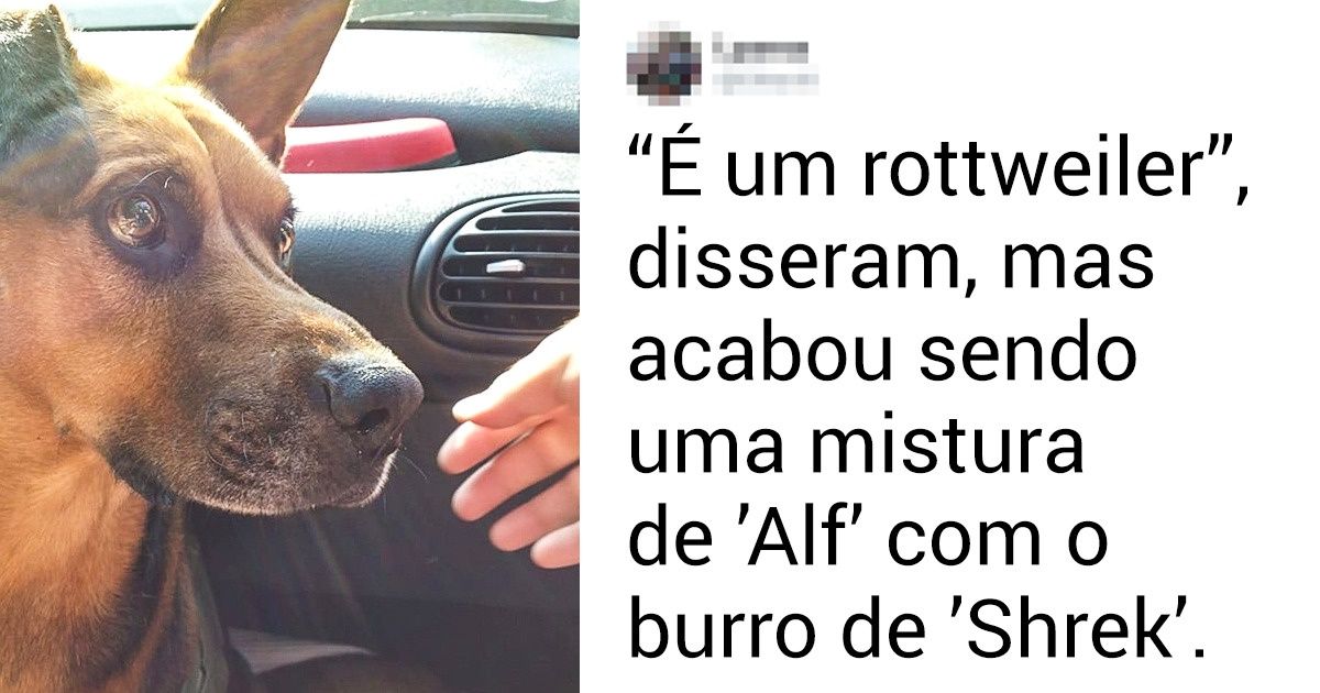 20+ Usuários do Incrível lembram com humor como foram enganados em relação à raça de seus animais 20+ Usuários do Incrível lembram com humor como foram enganados em relação à raça de seus animais