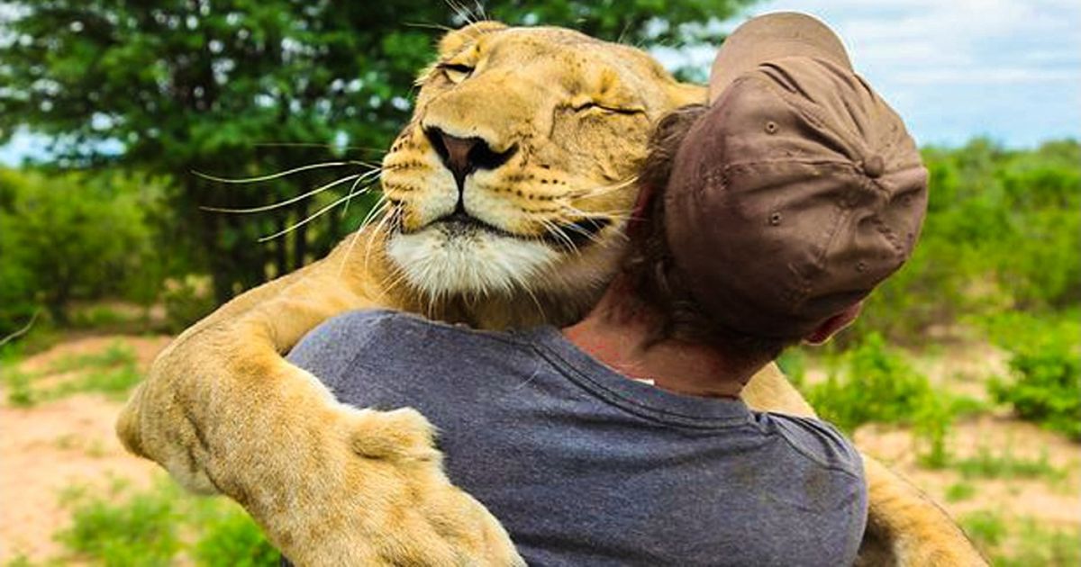 15 Lindas histórias de animais que salvaram vidas