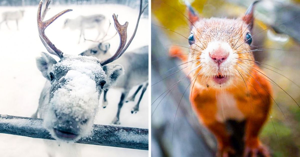 Fotógrafo registra imagens geniais ​​da natureza selvagem