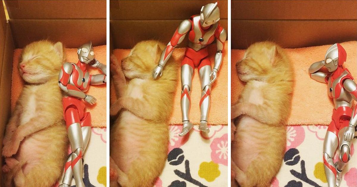 Um gatinho resgatado cresceu sob o olhar atento de um super-herói protetor Um gatinho resgatado cresceu sob o olhar atento de um super-herói protetor