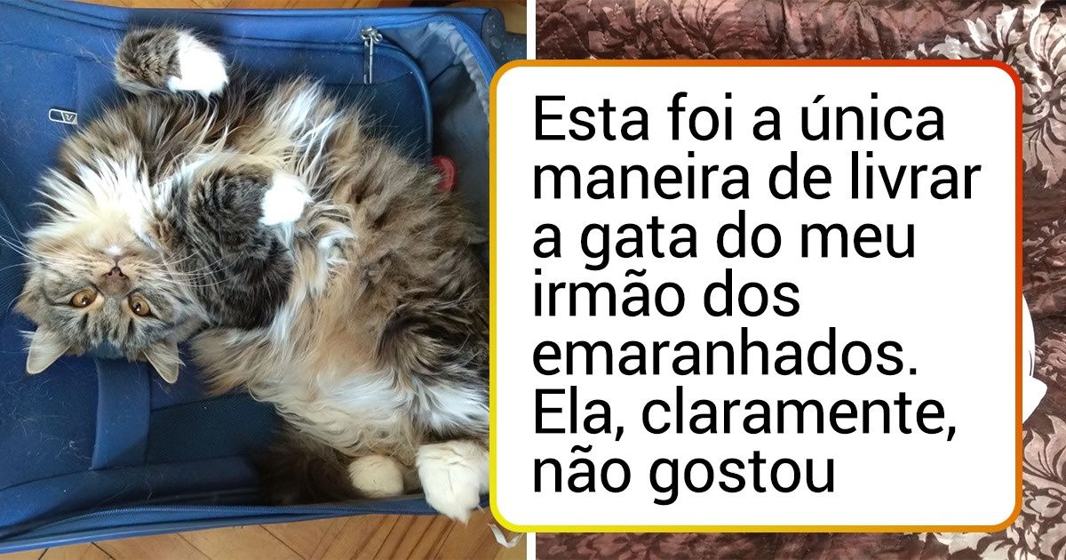 18 Pessoas que mandaram tosar seus pets e ficaram de queixo caído quando viram o resultado