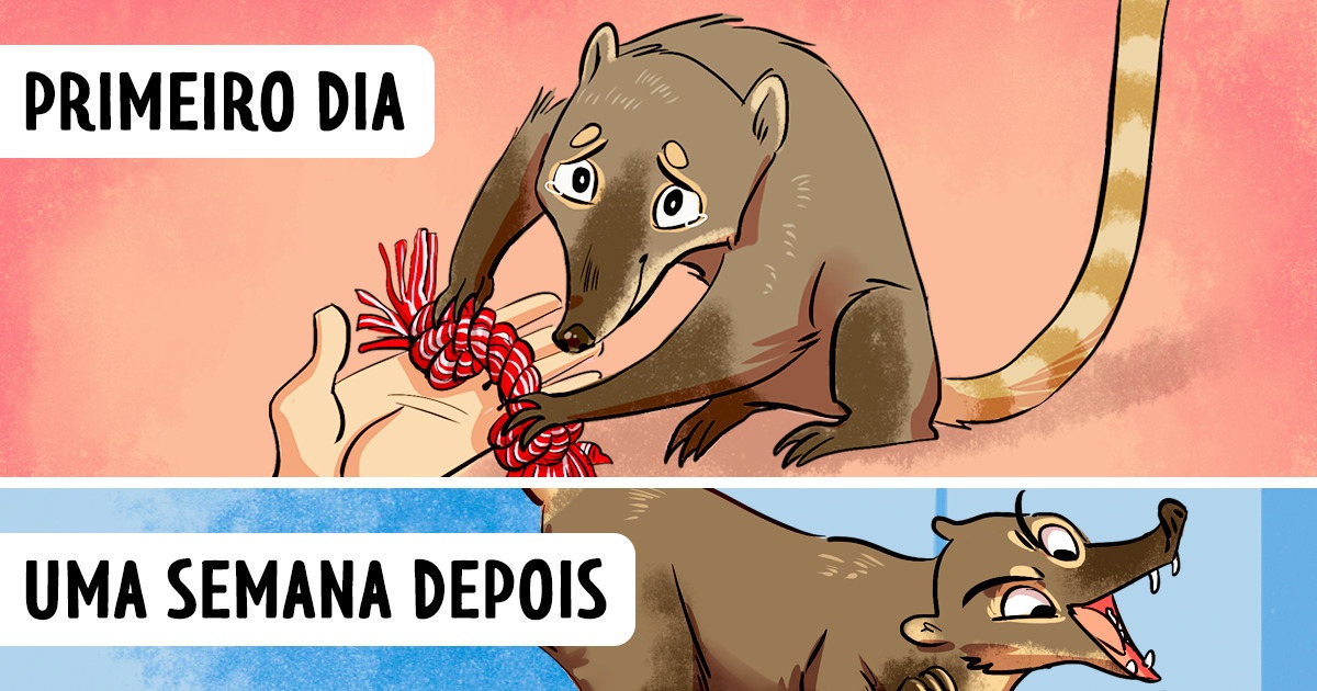 Como salvei um quati e me arrependi (mas faria de novo sem hesitar)